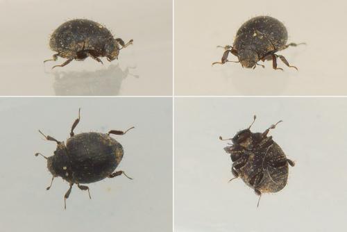 Chaetophora spinosa